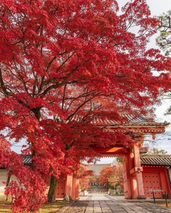 領略風景如畫的日本風光