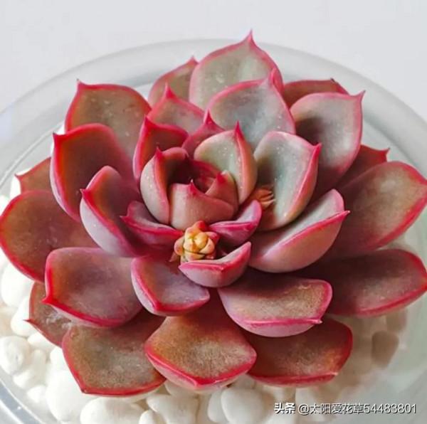 多肉玫瑰夫人這樣養，出狀態才能美若天仙