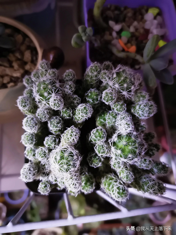 5種容易扦插的多肉品種，親身實踐，還不懂的小夥伴趕緊收藏好