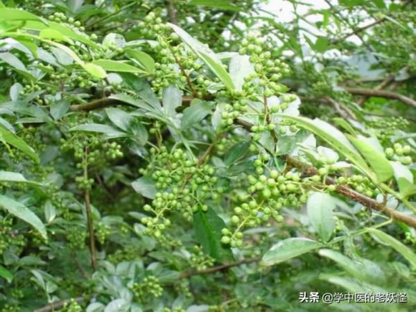 每日一中藥——花椒