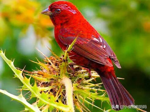 極品紅色鳥&mdash;&mdash;酒紅朱雀