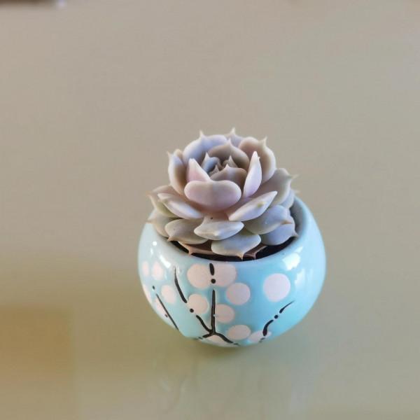 曬曬家裡的小綠植