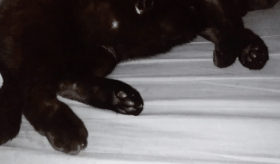 40張奇特而有趣的貓照片，看了讓人心情愉快