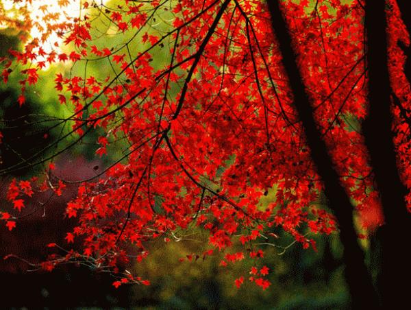 散文詩:《秋戀》 散文詩:《秋戀》