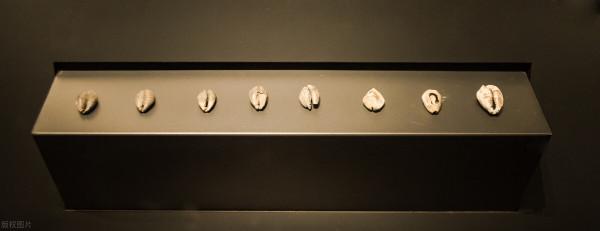 三星堆出土了大量海貝,三星堆的海貝是做什麼用的? 三星堆出土了大量海貝,三星堆的海貝是做什麼用的?