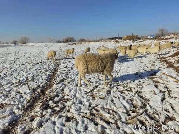 我,90後海員,航行5萬海里,下船後回家鄉放羊,賺得比海員多 我,90後海員,航行5萬海里,下船後回家鄉放羊,賺得比海員多