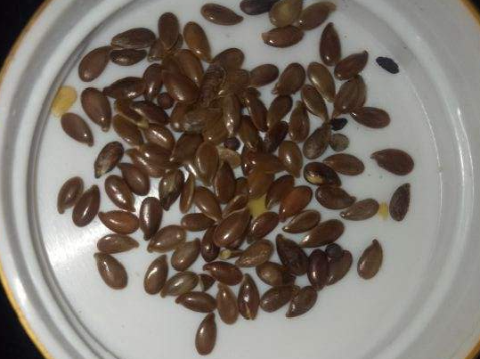 路邊的蒲公英，比拳頭還大，太可愛了