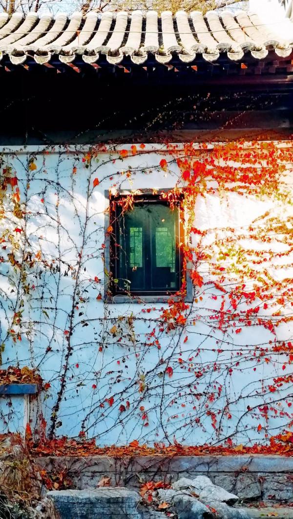 北京紫竹院公園初冬的水中倒影彷彿水墨畫