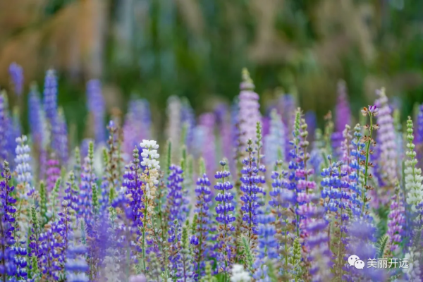 遇見開遠丨“醉”美魯冰花