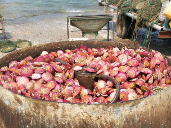 開海了!海鮮身價不菲,背後的故事令人淚目 開海了!海鮮身價不菲,背後的故事令人淚目