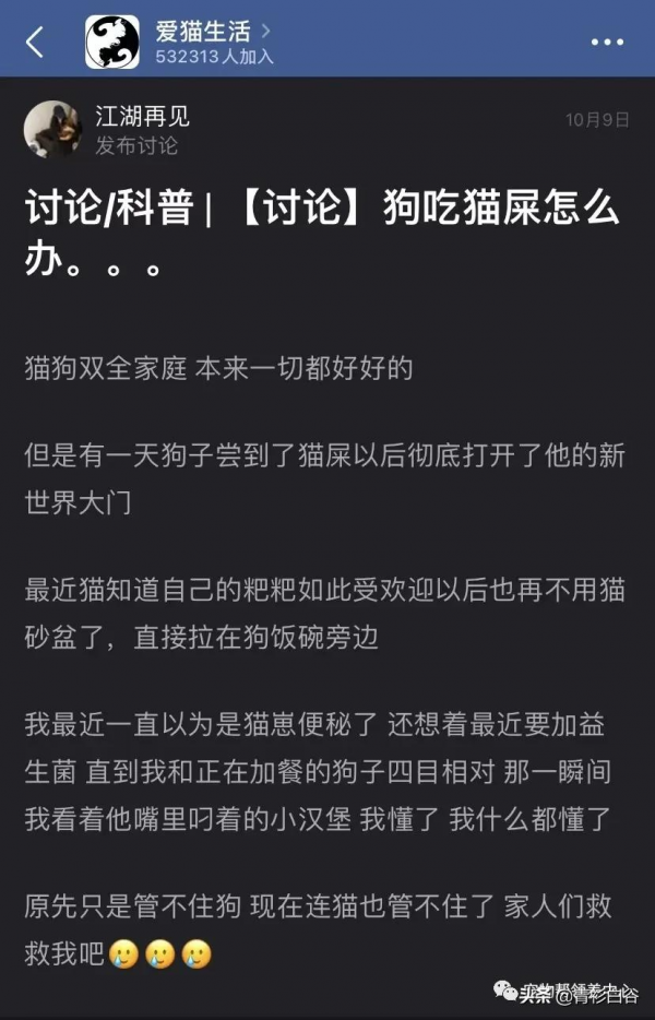 我家狗愛吃貓屎,貓知道後竟然特意到狗飯碗旁邊上廁所 我家狗愛吃貓屎,貓知道後竟然特意到狗飯碗旁邊上廁所
