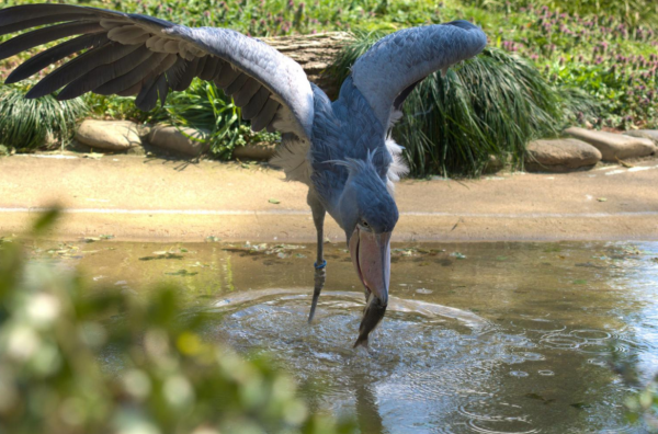 兩種“佛系”的鳥類：一種名字佛系，一種靠佛系活著