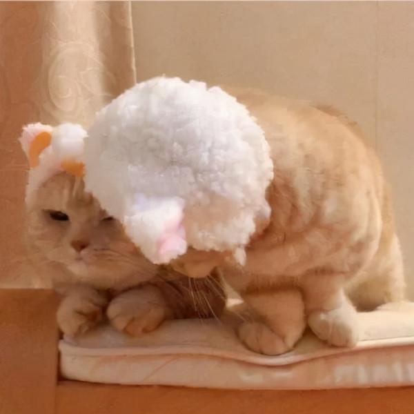 萌寵系列頭像「貓咪情頭」