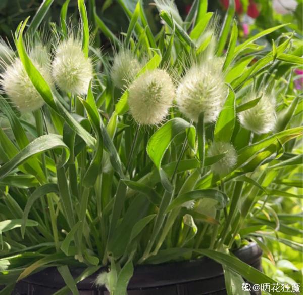 路邊的蒲公英，比拳頭還大，太可愛了