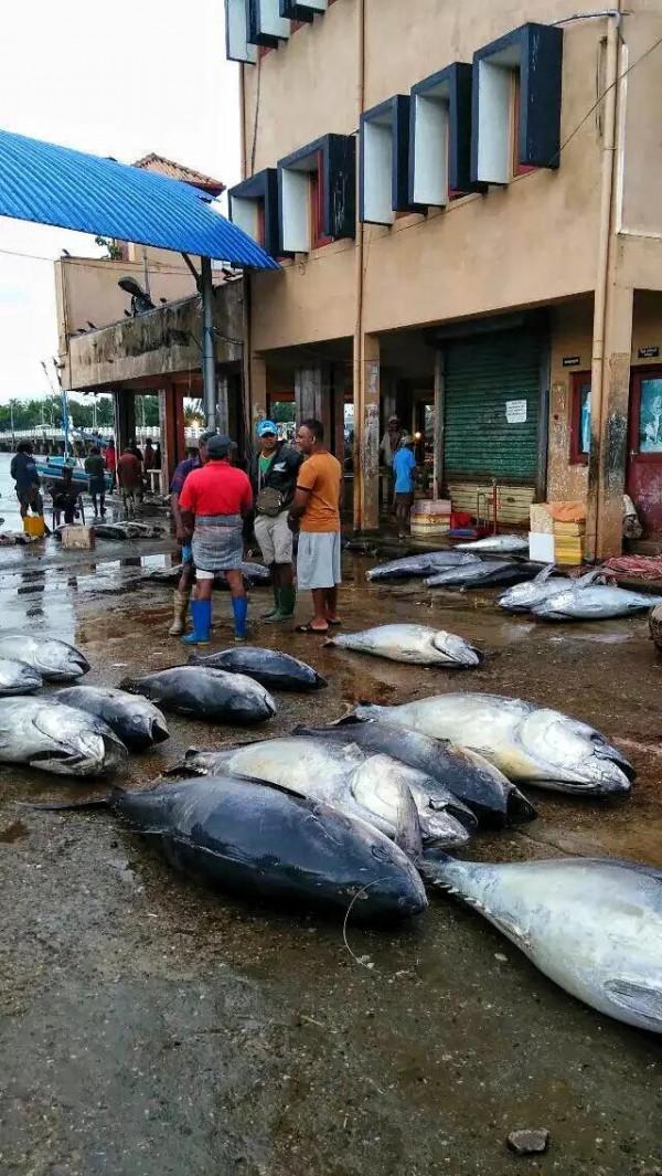 斯里蘭卡--回味無窮的青橄欖