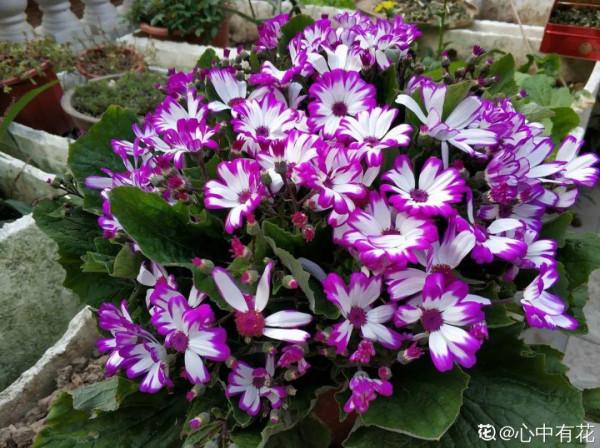 50種花春天播種，長滿小院子，能開一整年