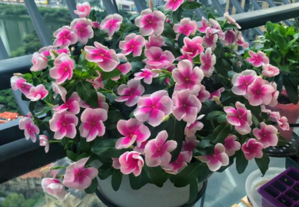 封閉陽臺養不好花？那就選這4種，記住“共同點”，就能四季開花