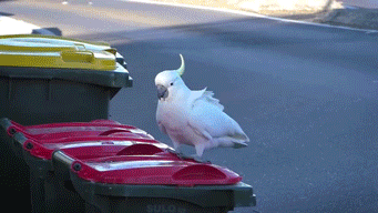 太有文化了,鸚鵡乾飯有多可怕 太有文化了,鸚鵡乾飯有多可怕