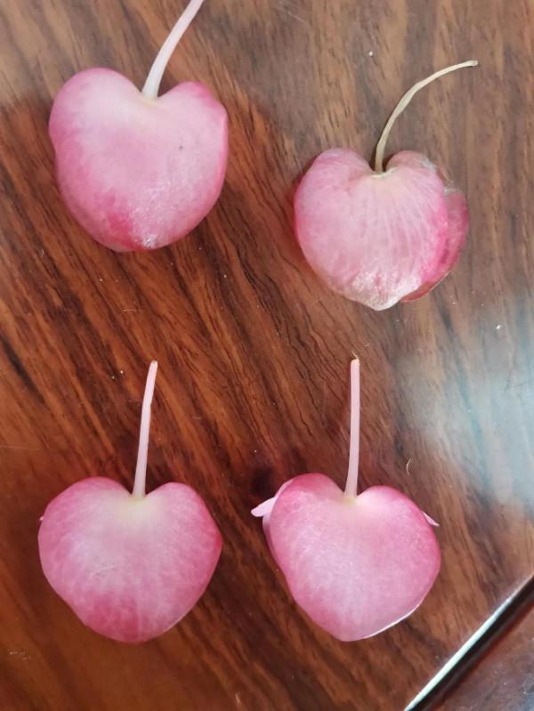 竹節海棠開花了