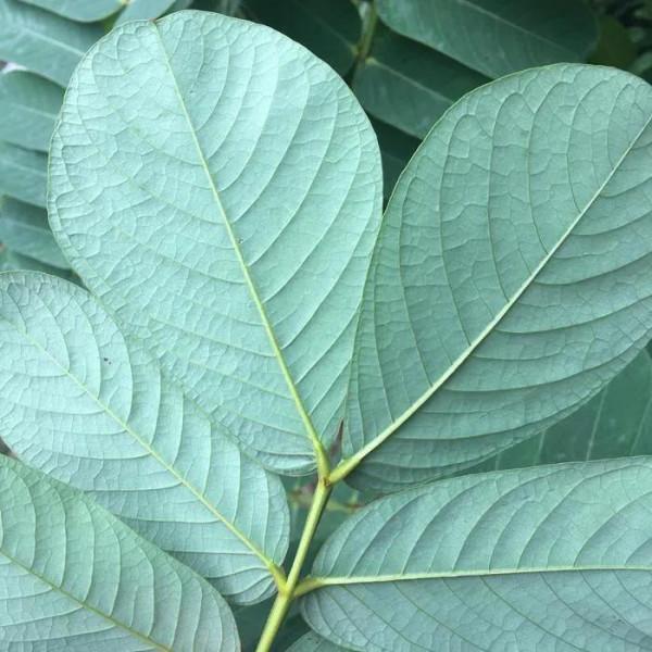 翅莢決明～翩翩狹翅欲飛翔，花朵芬芳且美豔