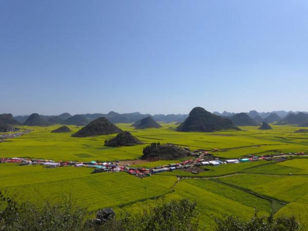 我對羅平的油菜花似乎也有&OpenCurlyDoubleQuote;七年之癢&rdquo;