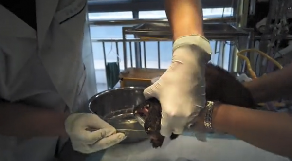 小狗喉嚨裡卡了一個異物，醫生取出來後直言：家長們要上點心啊