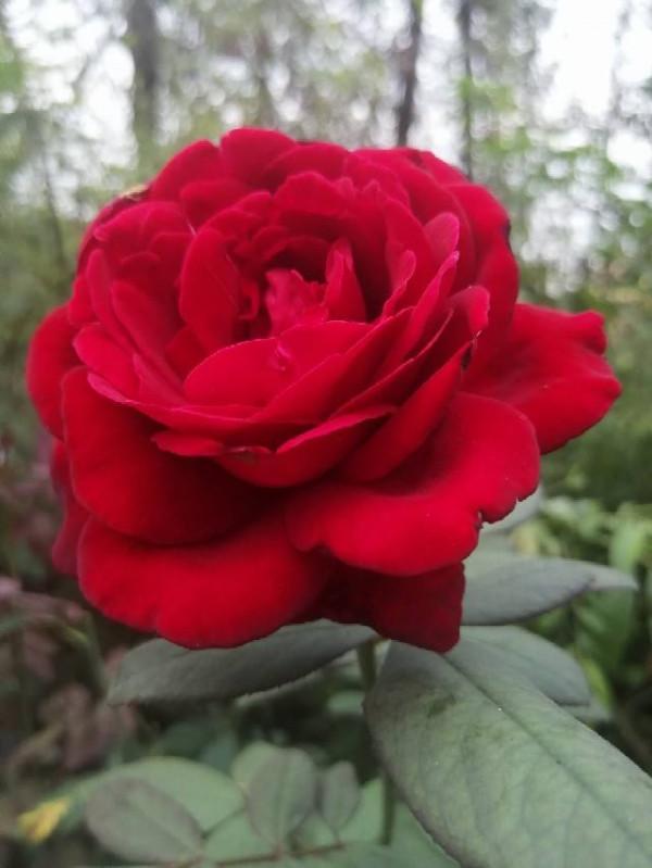 6種結婚用的手捧花，為了自己心愛的人，也要浪漫一回