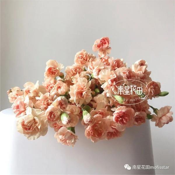 將軍多頭康 · 香檳小酒窩