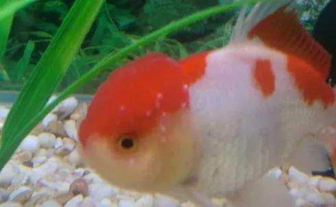 養金魚過程中你不得不接觸的魚病之白點 養金魚過程中你不得不接觸的魚病之白點