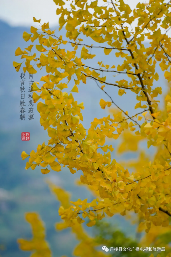 十里銀杏長廊即將進入“醉”美時節,錯過又要等一年 十里銀杏長廊即將進入“醉”美時節,錯過又要等一年