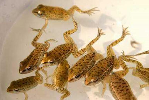 誰動了青蛙腿？五年間，美國出現大量畸形青蛙，是環境汙染所致？