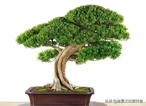 家有黃楊，世代棟樑！家裡栽黃楊，富貴又吉祥