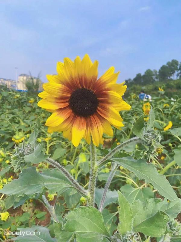 縣級經銷商的生存和發展之路 縣級經銷商的生存和發展之路