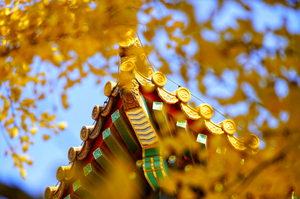 秋韻北京“宮”候多時