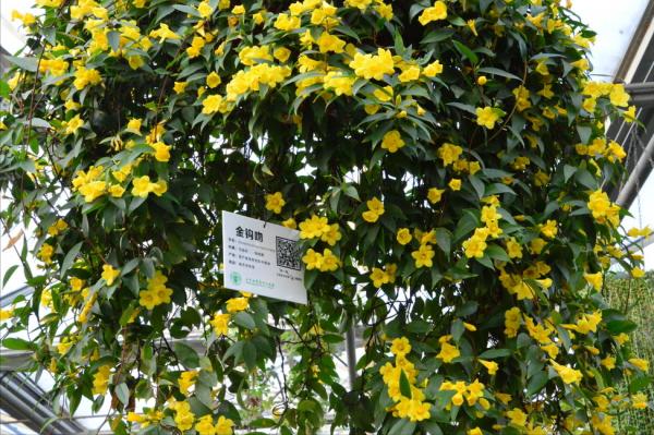 “美麗有毒”的植物,快來認識11種“毒花毒果”,不吃虧不上當 “美麗有毒”的植物,快來認識11種“毒花毒果”,不吃虧不上當