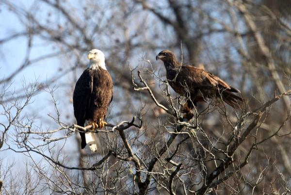 年前最後一次催婚：禿鷹都出雙入對，你還單著呢？