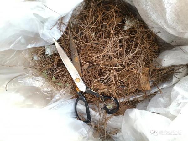 趁著秋天多撿松針回來自制含酸性的疏鬆透氣松針土 趁著秋天多撿松針回來自制含酸性的疏鬆透氣松針土