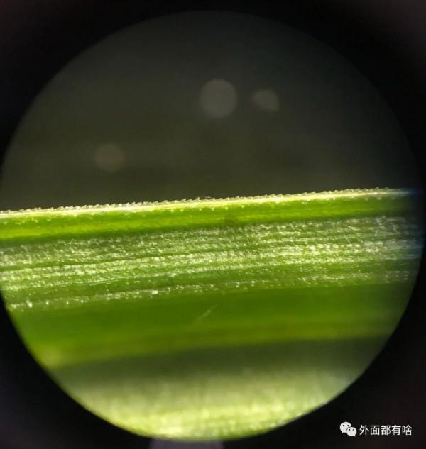 令人驚奇的葉沿——讓孩子學會使用常用工具系列