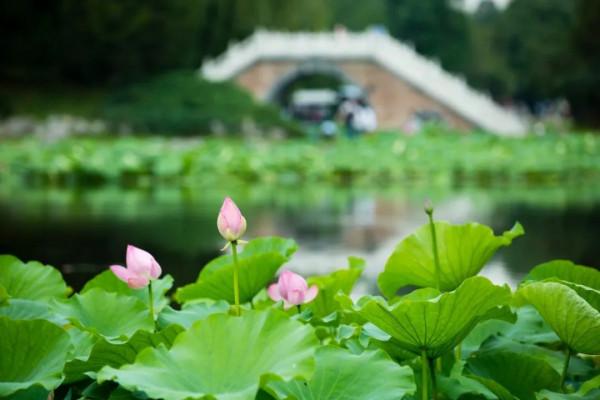 跟著乾隆去賞荷