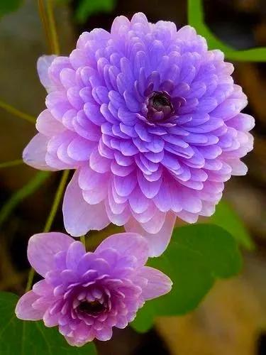 分享：花開並蹄，開得如此燦爛唯美，奇觀美景，令人陶醉