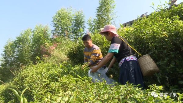 四塘鎮：大力發展“茶葉經濟” 助推鄉村振興