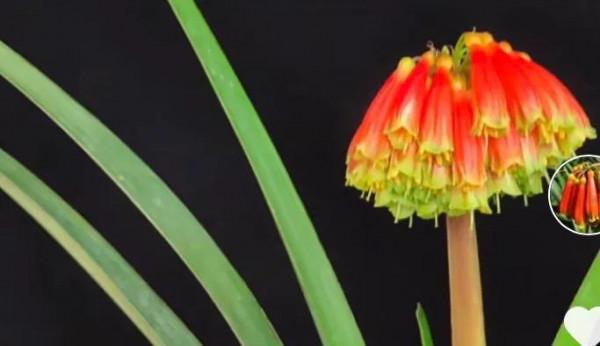 貴族君子蘭&mdash;&mdash;毛蘭