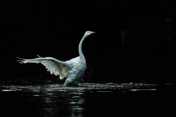 白白胖胖可愛呆萌的大天鵝