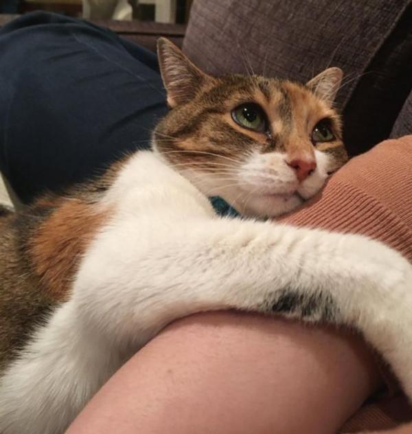 15只以上的寵物向人類表達了所有的愛 15只以上的寵物向人類表達了所有的愛