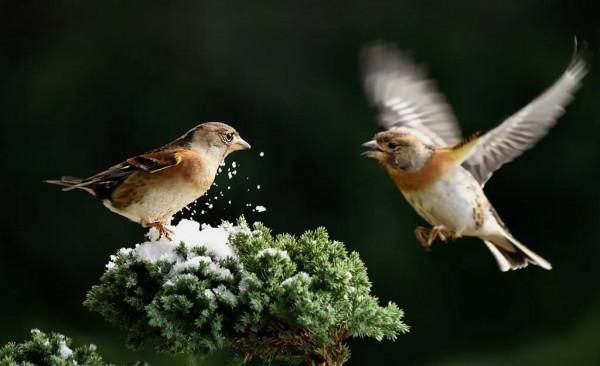 60多張雙比翼鳥圖欣賞