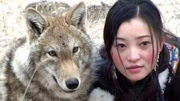 俄羅斯北極熊徒步千里找食物,野生狼在“中國媽媽”手中幸福3年 俄羅斯北極熊徒步千里找食物,野生狼在“中國媽媽”手中幸福3年