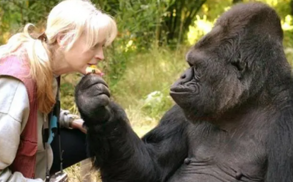 1984年，美國博士將“狒狒”的心臟，移植到女嬰身上，後來怎樣了