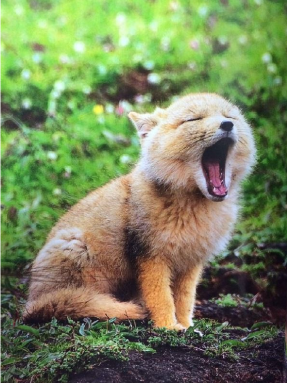 當大自然的這些萌寵亮相時，家寵們就該讓位了