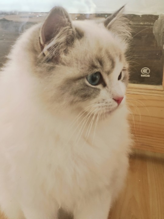 怎樣健康地餵養貓? 怎樣健康地餵養貓?