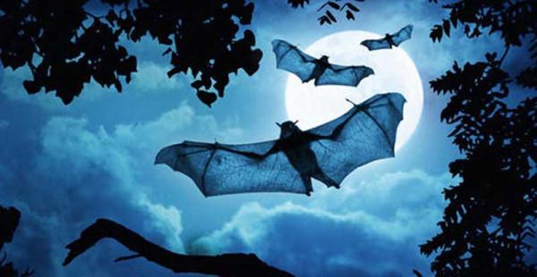 70後大叔陳靜濤，仿野生養殖甲魚，絕地翻身年銷6000萬